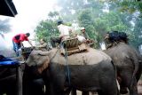 TREK IN THE JUNGLE OF MAETAENG