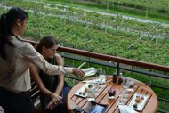 WINE TASTING IN A SCENIC TROPICAL VINEYARD